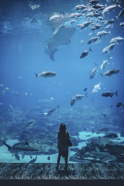 Zen Aquarium Close-up